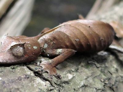 Masoala Tour Safari Madagascar