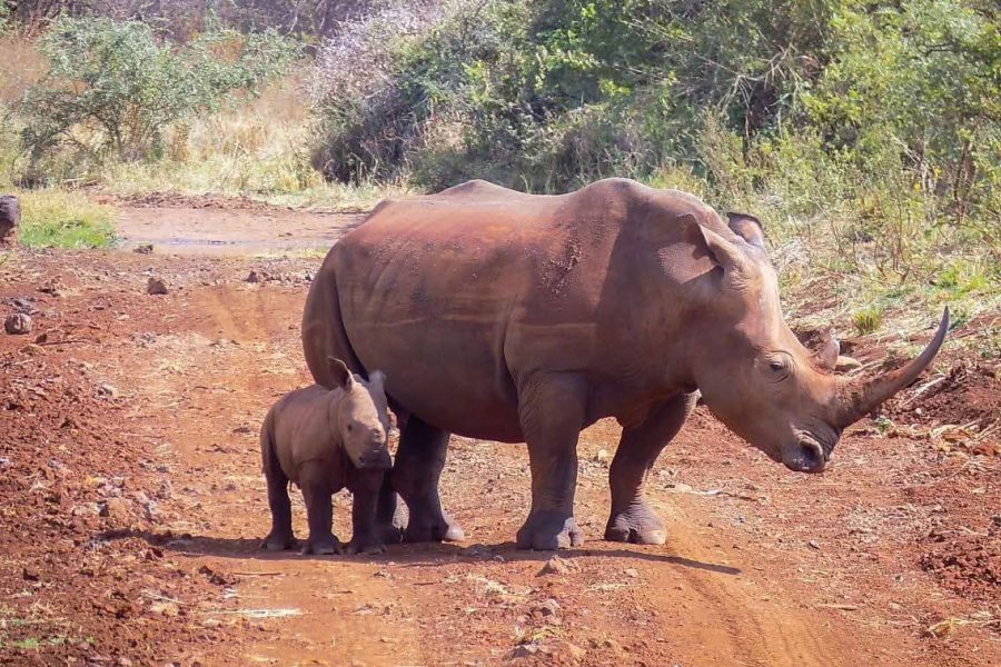 Meru national Park