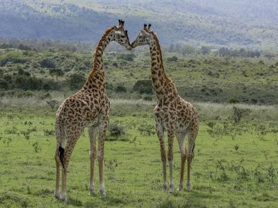 Meru national Park