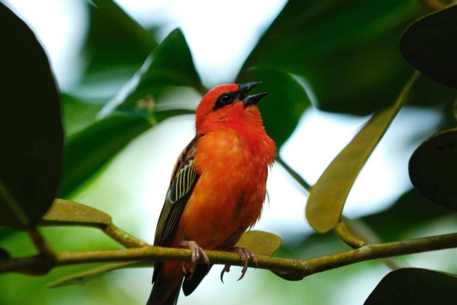 Amber Mountain National Park Madagascar