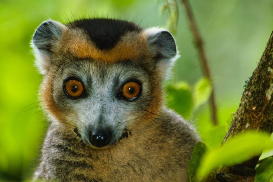 Montagne d’Ambre Tour