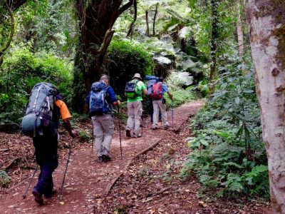 Forest walk, on mount Kilimanjaro Mount Kilimanjaro National Park