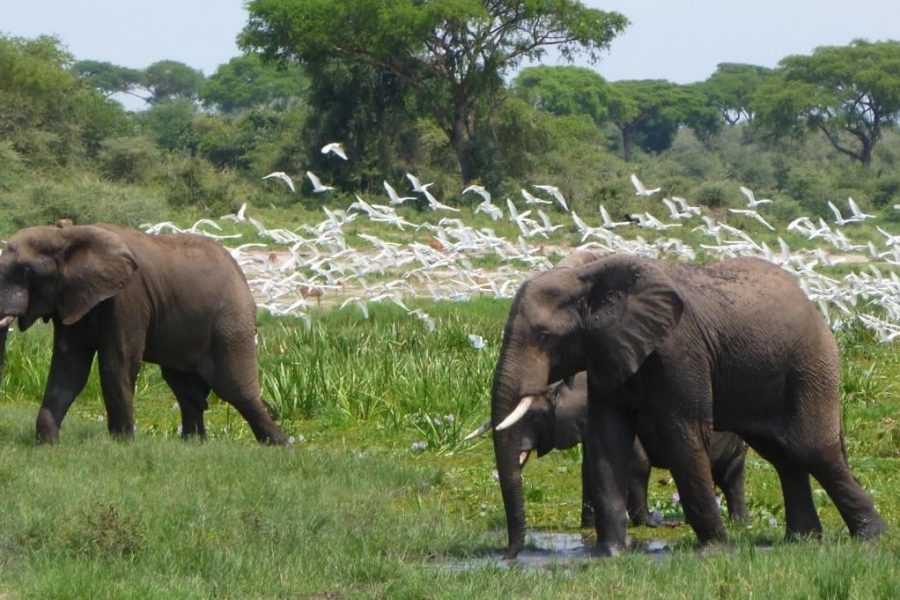 Murchison Falls National Park