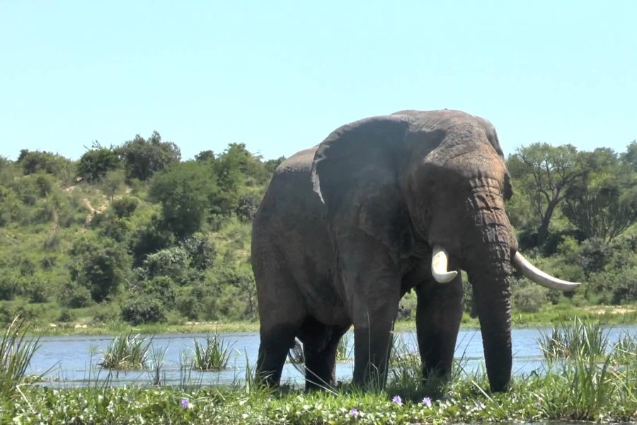 Murchison Falls National Park