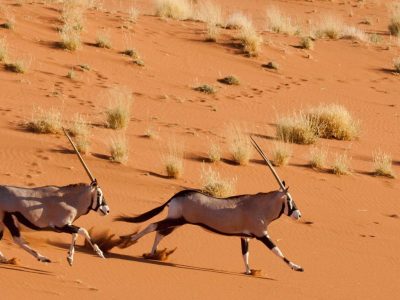 Namib Desert Safari