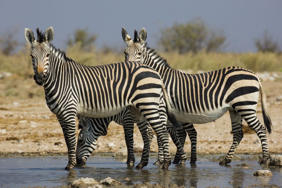 Namib-Naukluft National Park