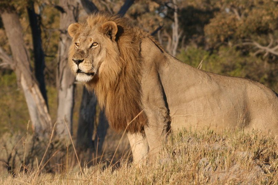 11 Day Namibia Botswaba Vacations