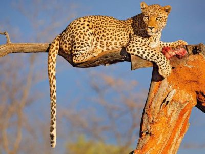 Namibia budget safari tour