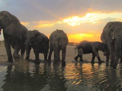 Namibia-Family-Safari-5 Namibia Family safari
