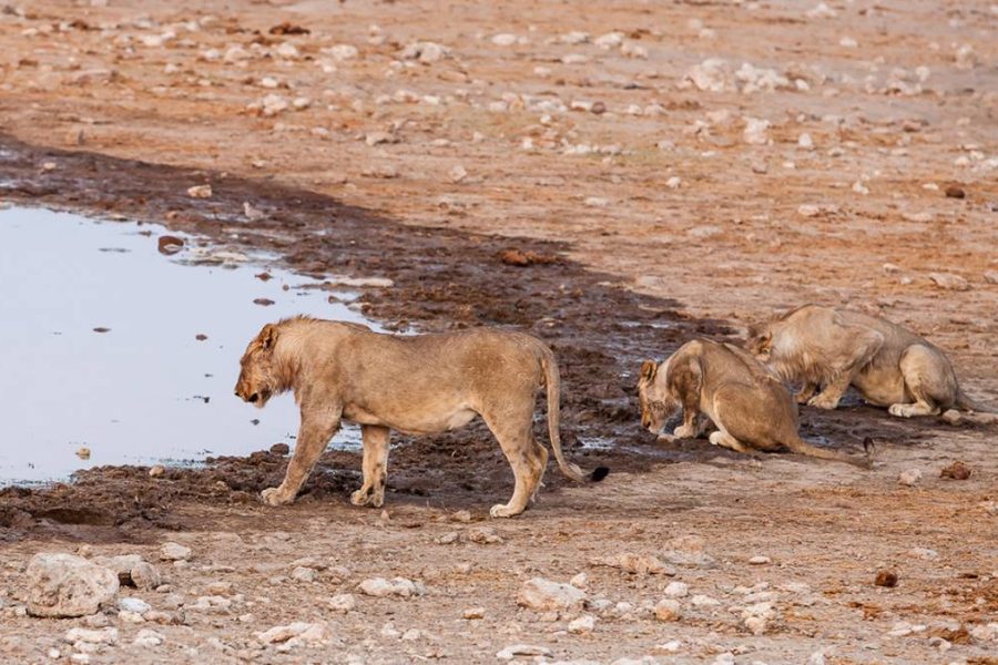 Namibia Family safari