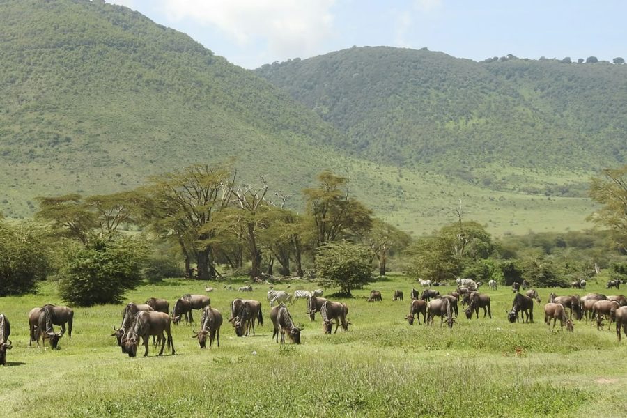 Ngorongoro Conservation Area