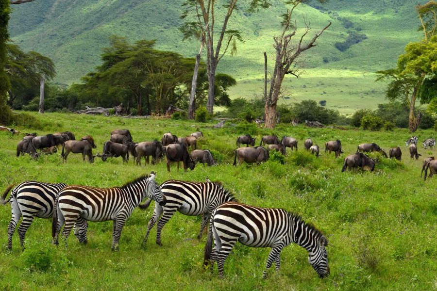 Ngorongoro Conservation Area