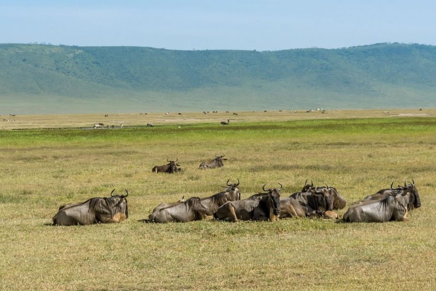 Ngorongoro Conservation Area