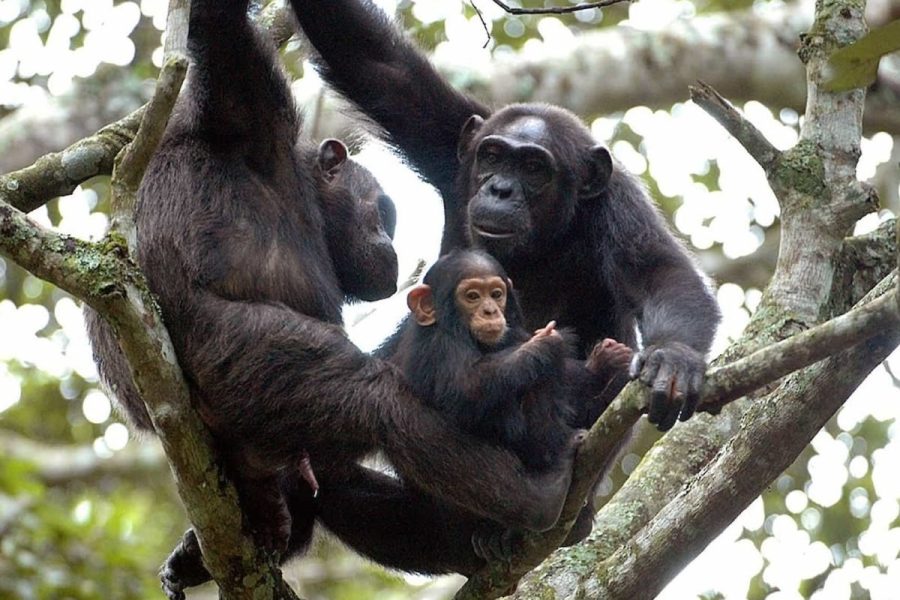 Nyungwe Forest National park