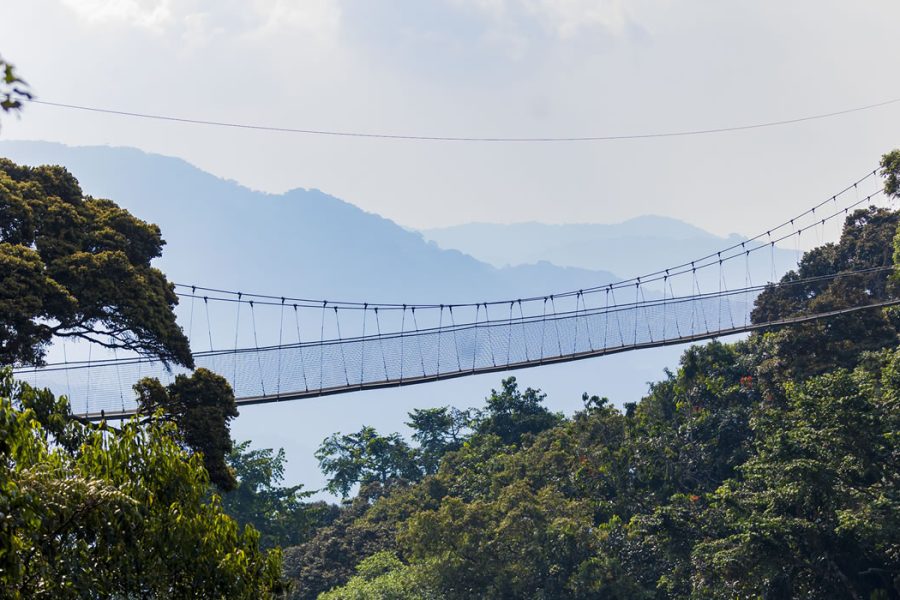 Nyungwe Forest National park