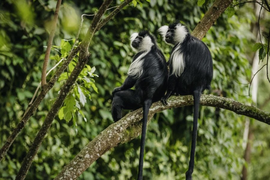 Nyungwe Forest National park