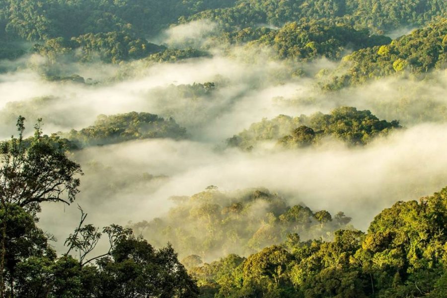 Nyungwe Forest National park