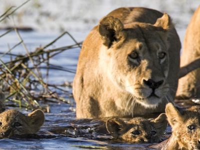 Okavango Delta Safari