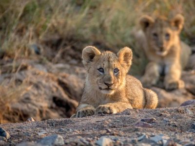 Pilanesberg National Park Safari