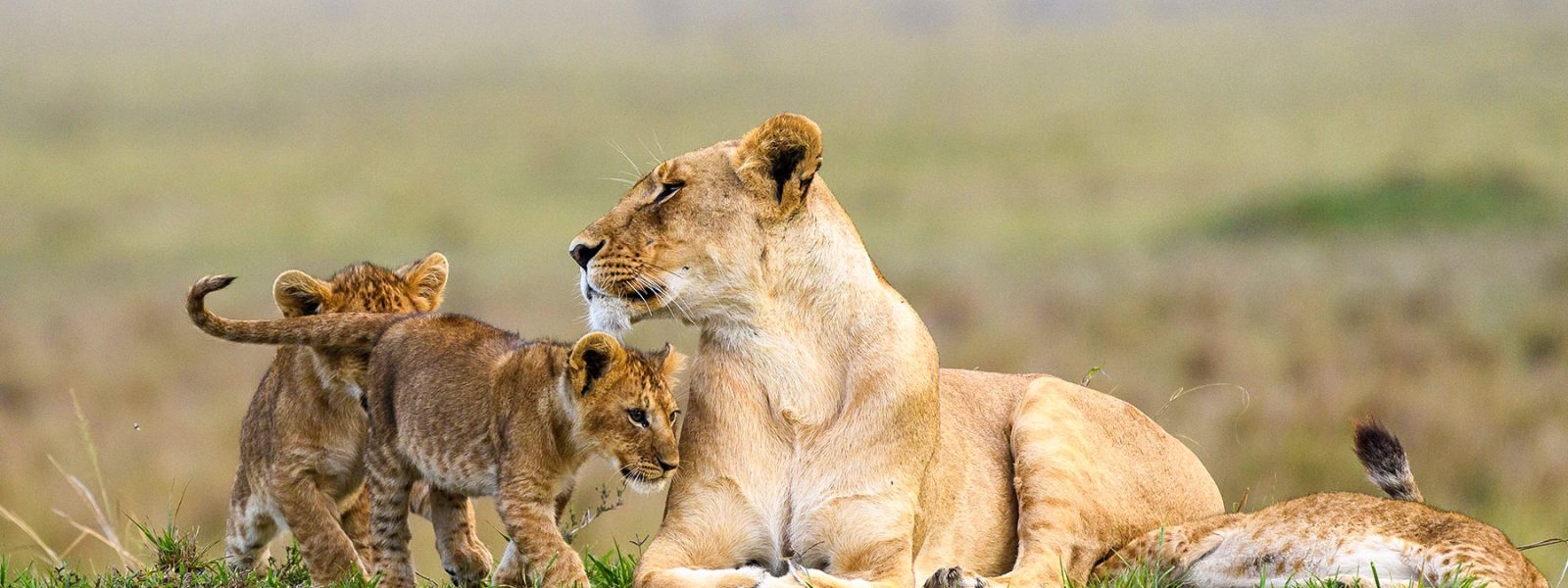 Planning a safari to Africa