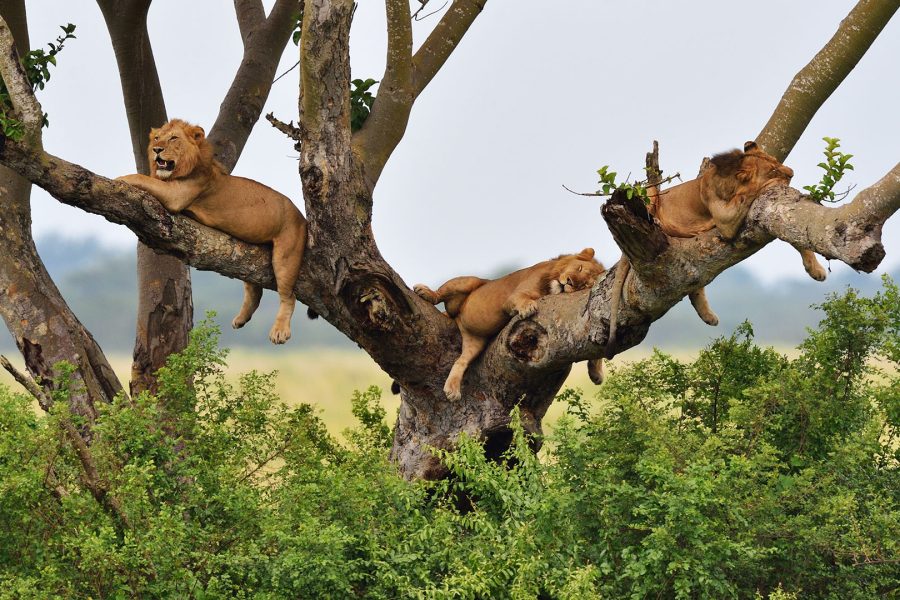 Queen Elizabeth National Park Uganda | Wildlife Safaris & Kazinga Channel