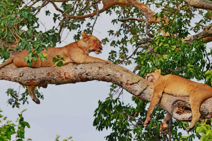 Queen Elizabeth National Park Uganda | Wildlife Safaris & Kazinga Channel
