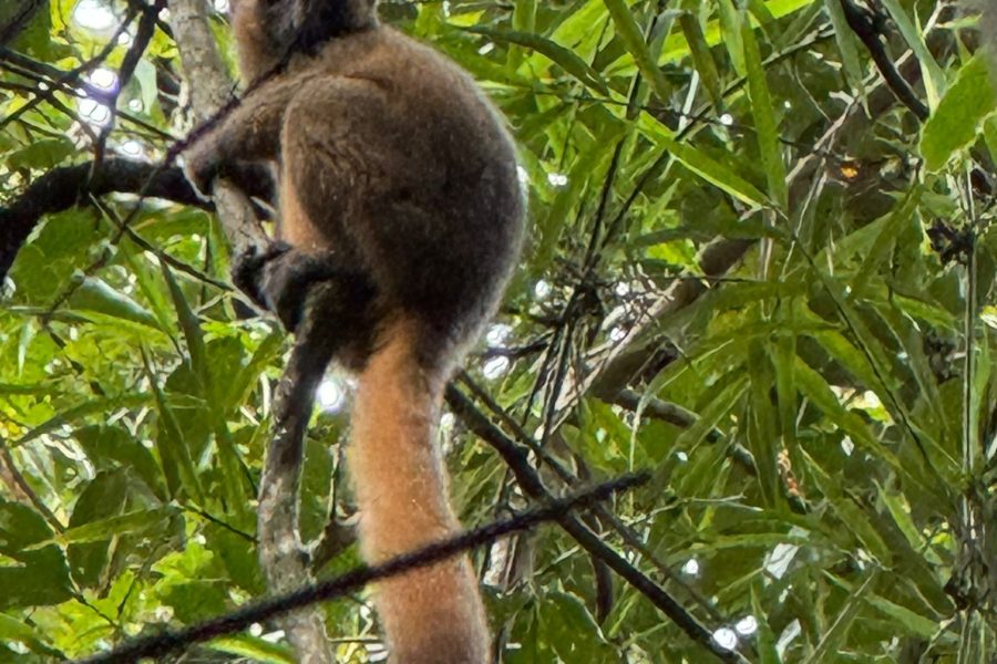 Ranomafana National Park