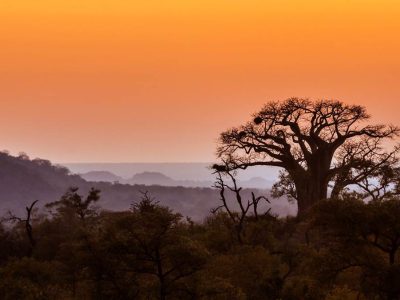 Royal South Africa Safari