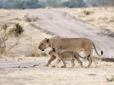 Ruaha National Park