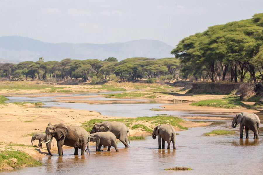 Ruaha National Park