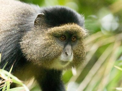 Rwanda-Golden-Monkey-Trekking-Safari Rwanda Golden Monkey Trekking