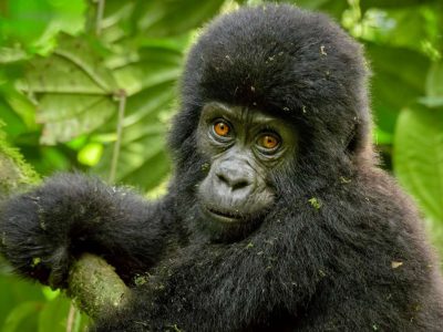 Rwanda-Gorilla-Holiday-Tour-4 Rwanda Primate Tour