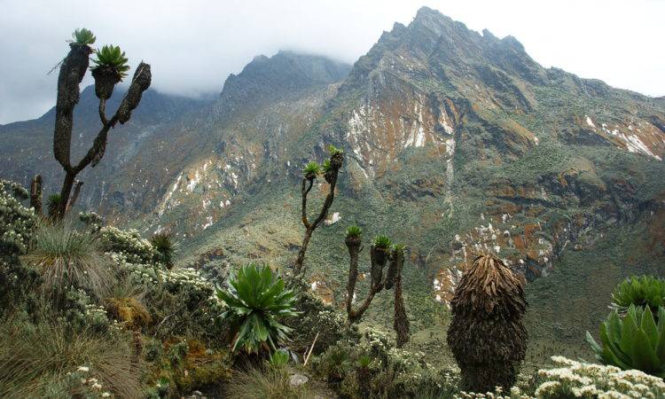 Rwenzori Mountains National Park