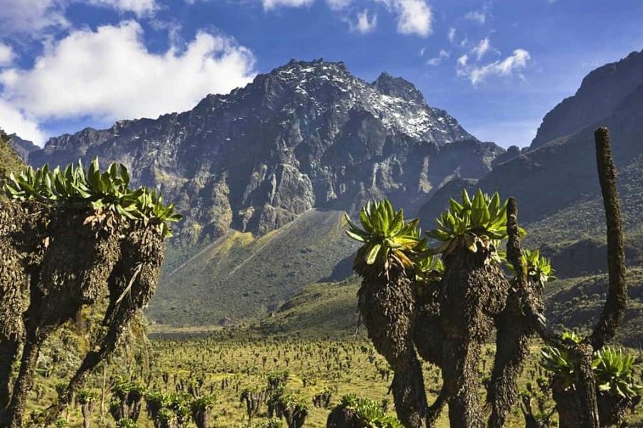 Rwenzori National Park