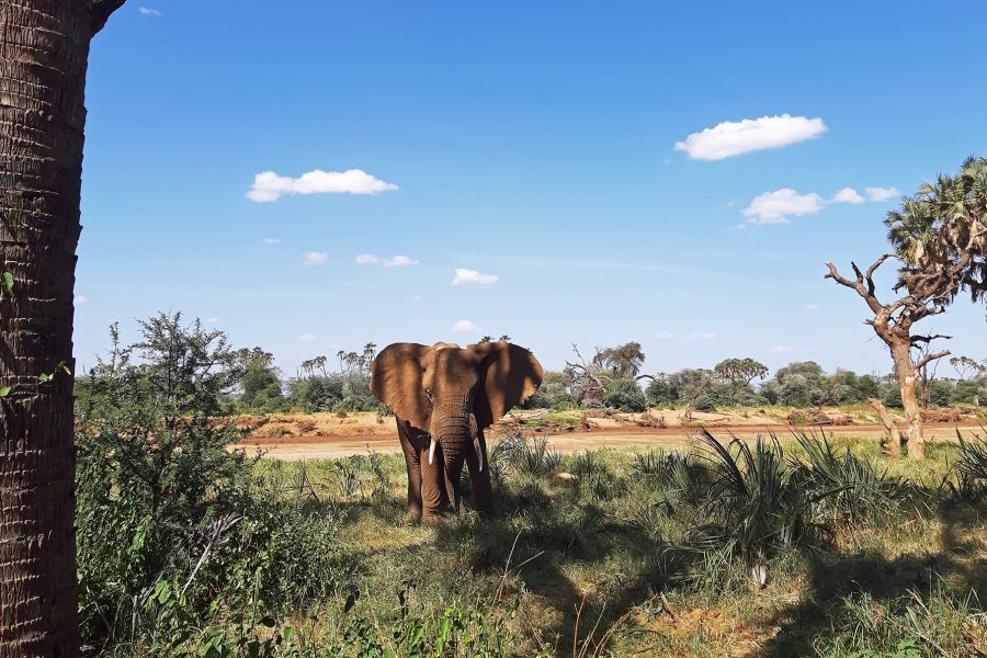Samburu national Reserve