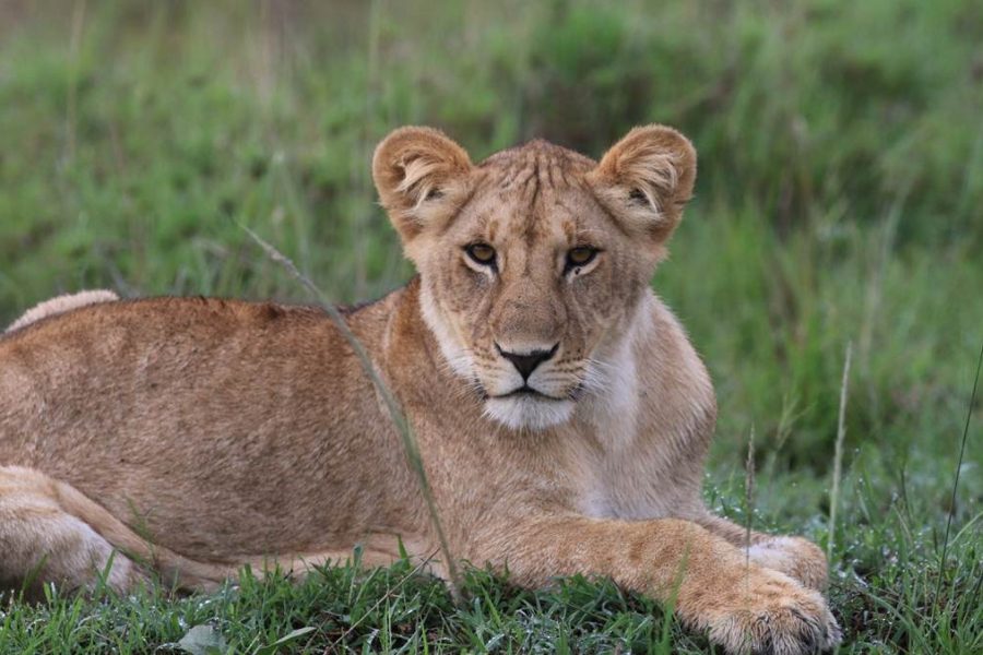Samburu national Reserve
