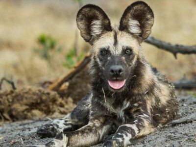 Savute-Safari-Tour-4 Salute safari Tour