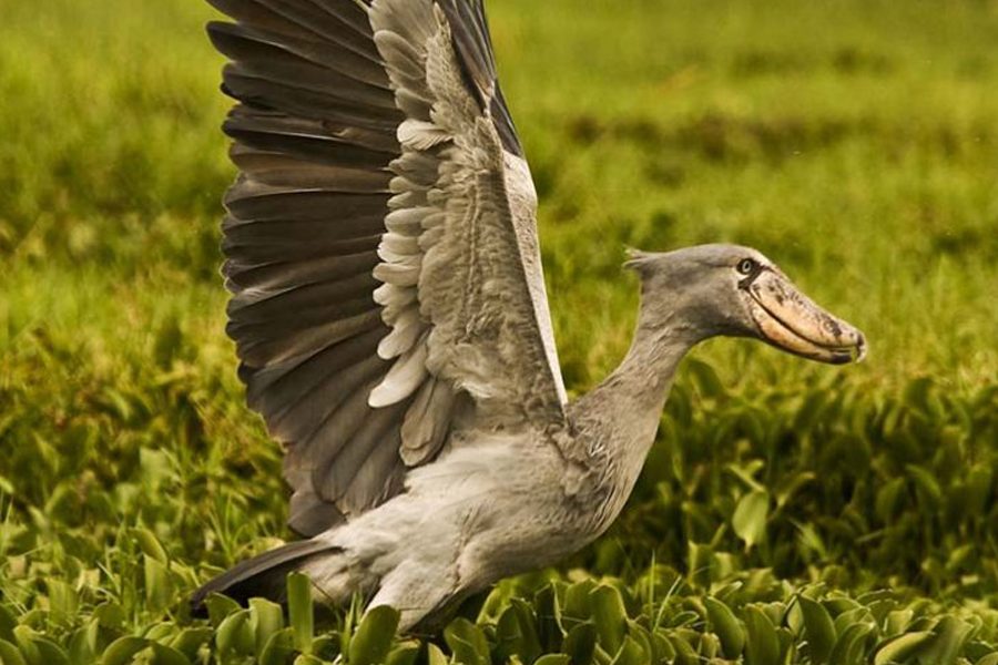 Semuliki National Park