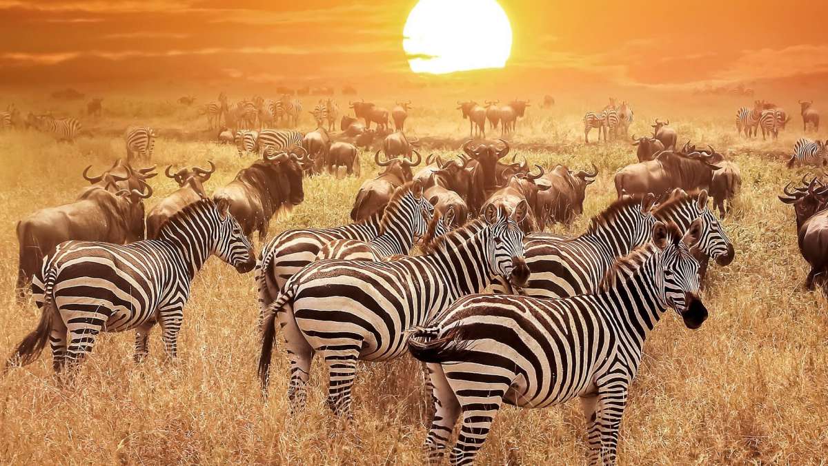 SErengeti Luxury Safari