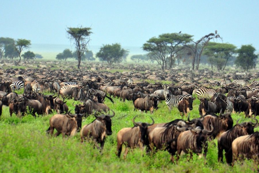 Serengeti National Park