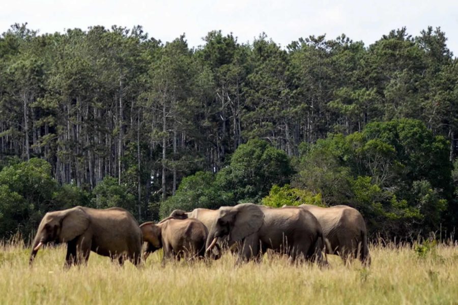 Shimba Hills National Reserve