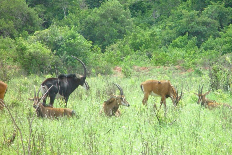 Shimba Hills National Reserve