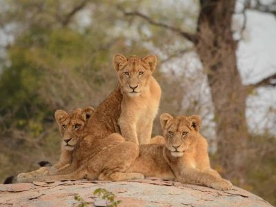 South-Africa-adventure-safari-3 South Africa