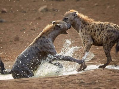 Cheap South Luangwa Tour