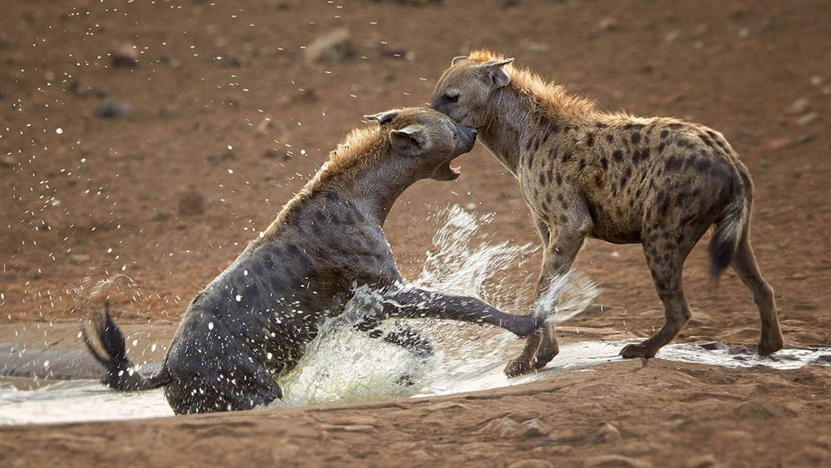 Cheap South Luangwa Tour