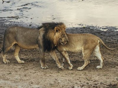 South Luangwa Safari