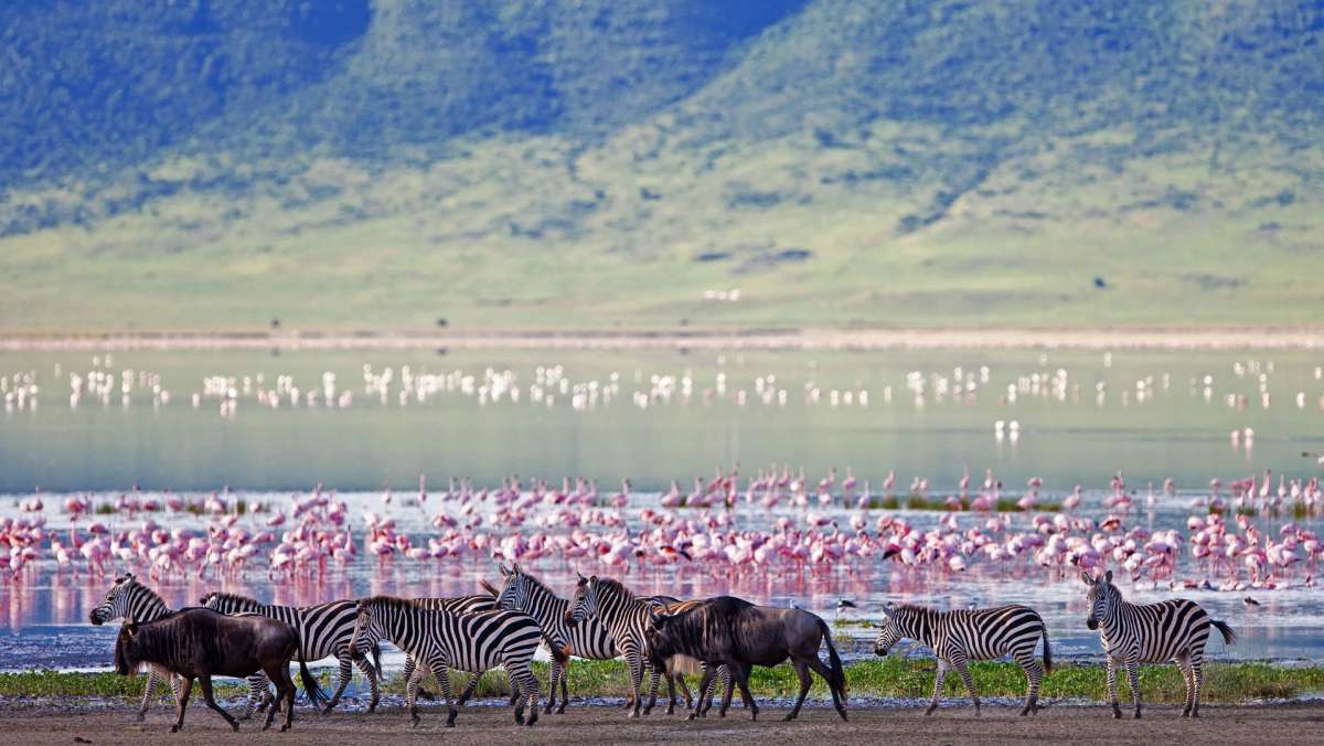 Tanzania budget safari