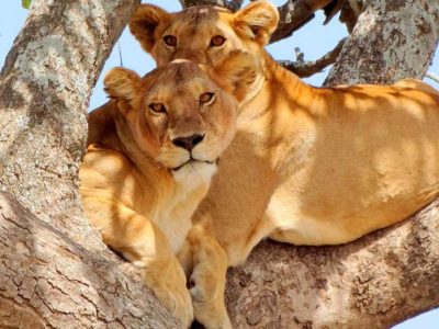 Tanzania-Budget-Safari-5 Tanzania budget safari 4 Days