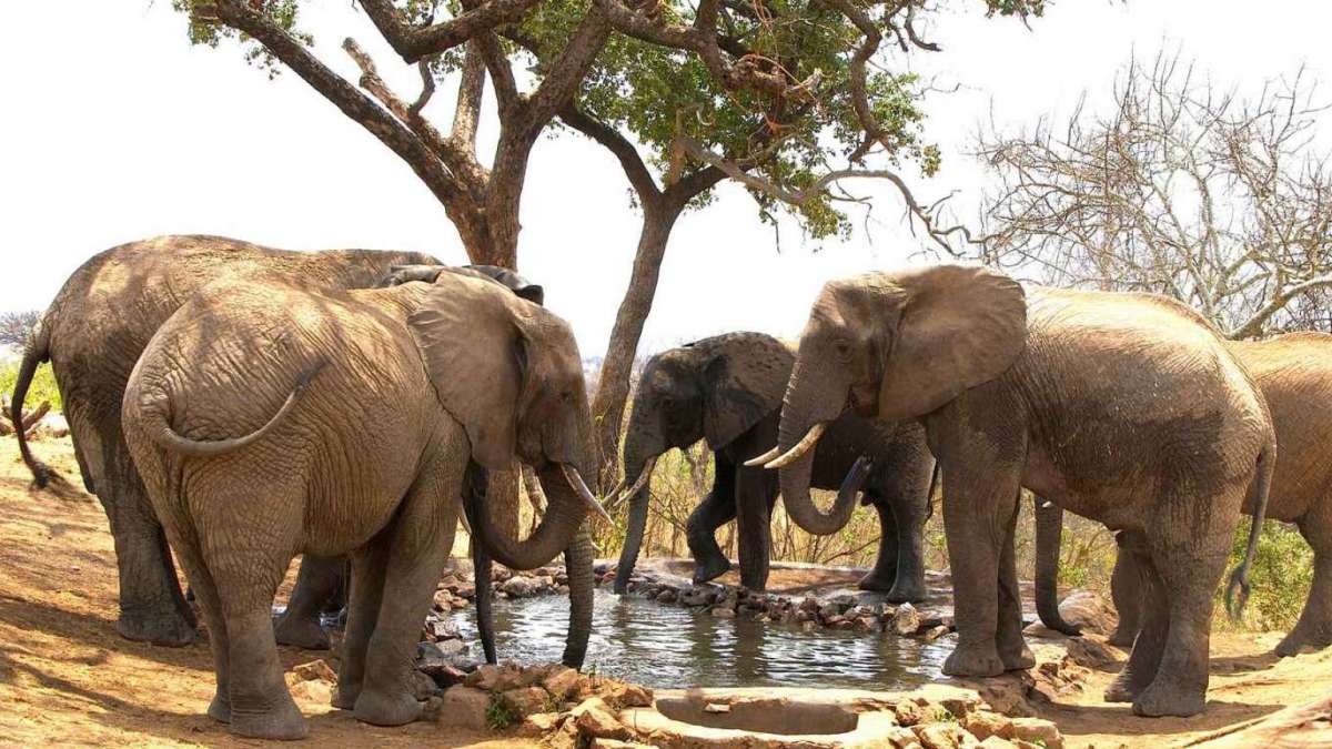 Tanzania Camping Safari