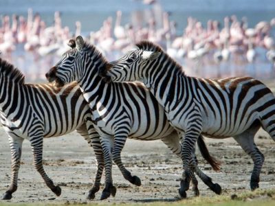 Tanzania Camping Safari